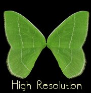 High resolution moth wing textures for Thorne's Universal Wings free  download